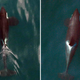 Image for article titled New drone photos show killer whales’ beautiful choreography
